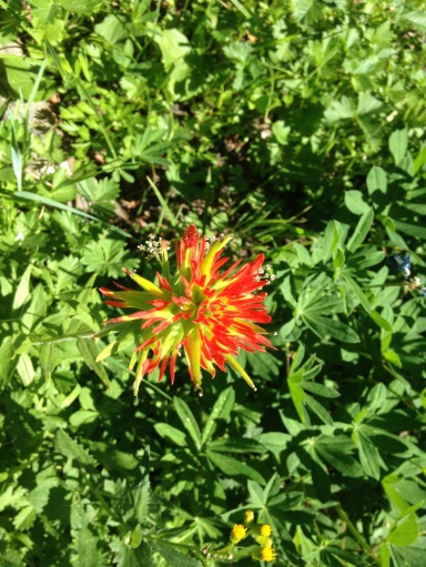Red Spiky Flower